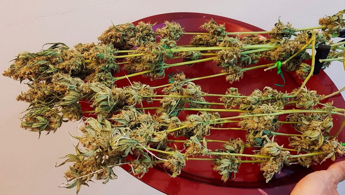 Dos-si-dos cannabis strain week-by-week guide: harvesting