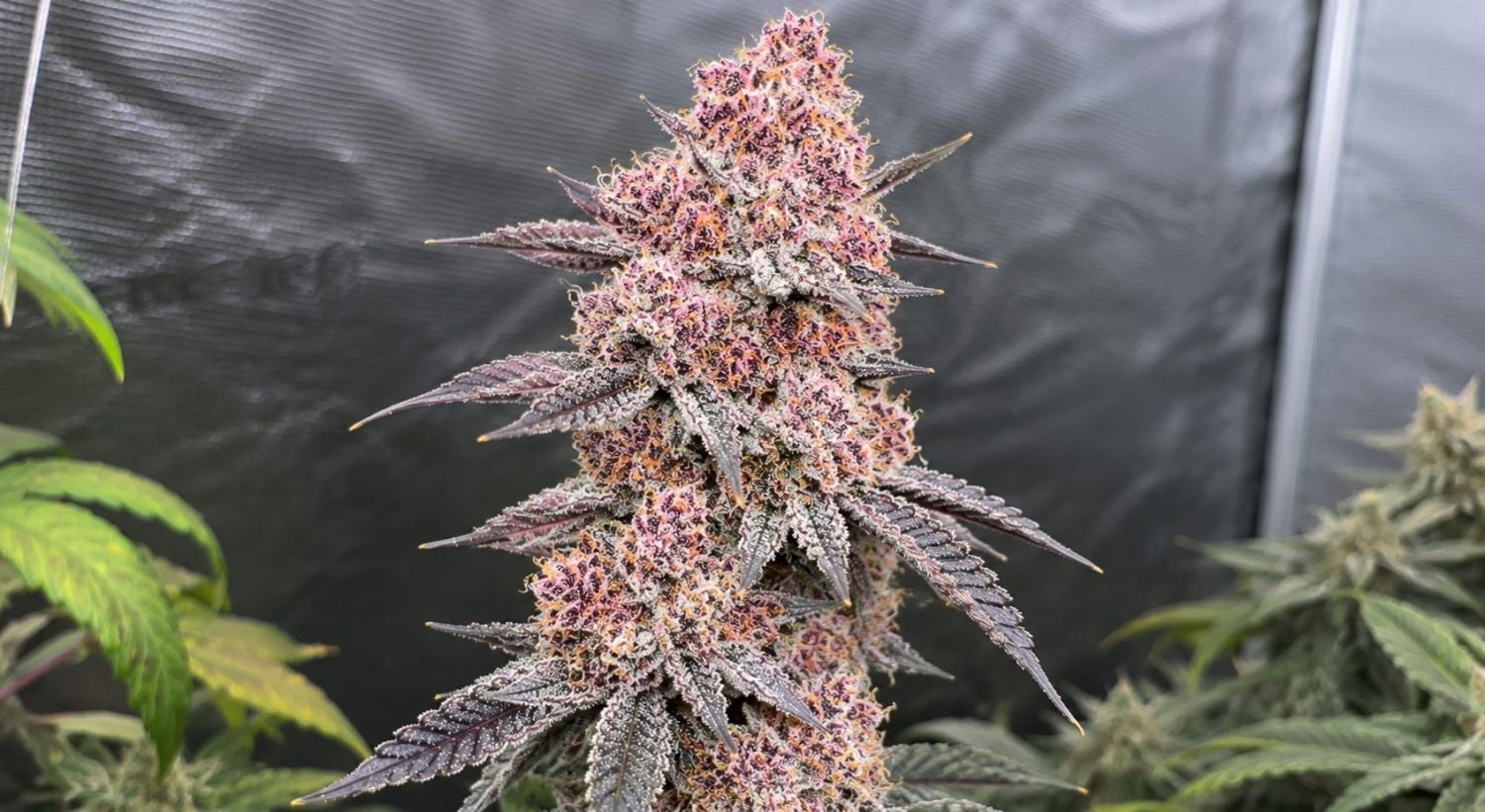 Week 10 - Flowering Stage
