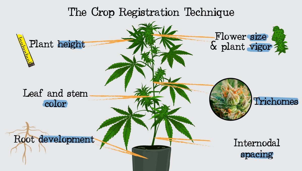 How To Regulate Cannabis Growth With Crop Steering | Fast Buds