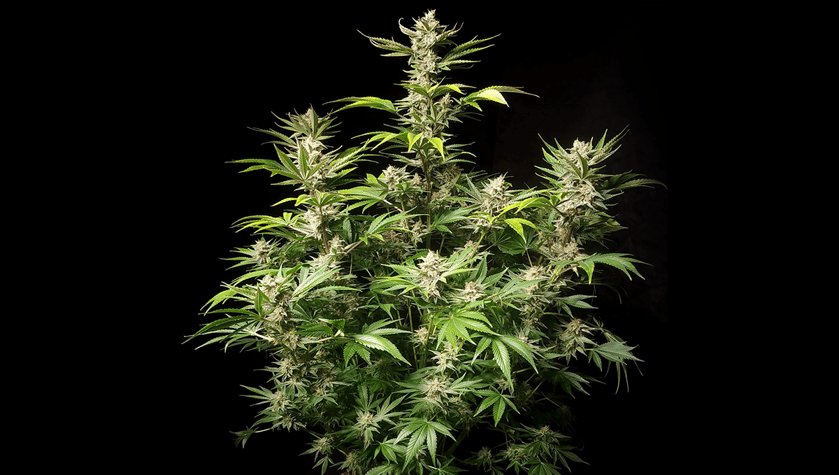 Die 5 Besten Autoflower-Sorten Für Den Outdoor-Anbau - Fast Buds ...