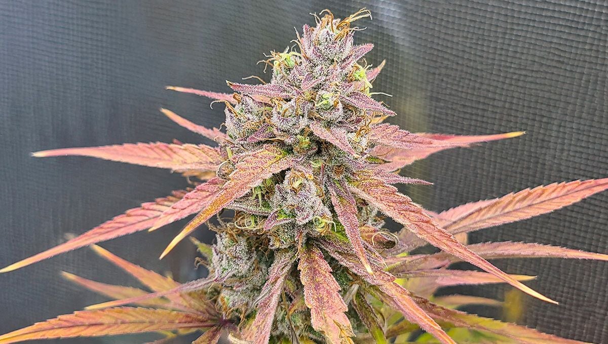 Banana Guava Auto