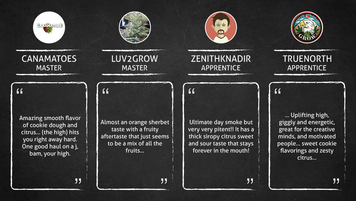 Gelato Auto Cannabis Strain Week-by-Week Guide: Smoke report Gelato Auto Cannabis Strain Week-by-Week Guide: Smoke report