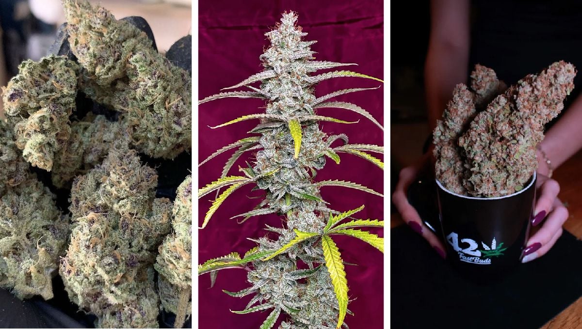 Cherry Cola Auto harvest pics