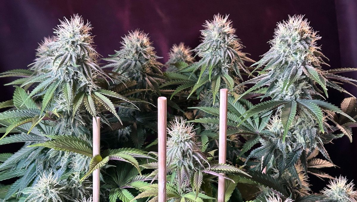 Orange Sherbet FF cannabis strain: mid flower (bulk phase) | weeks 10-11 | a lot of dense looking crystally but still immature tops