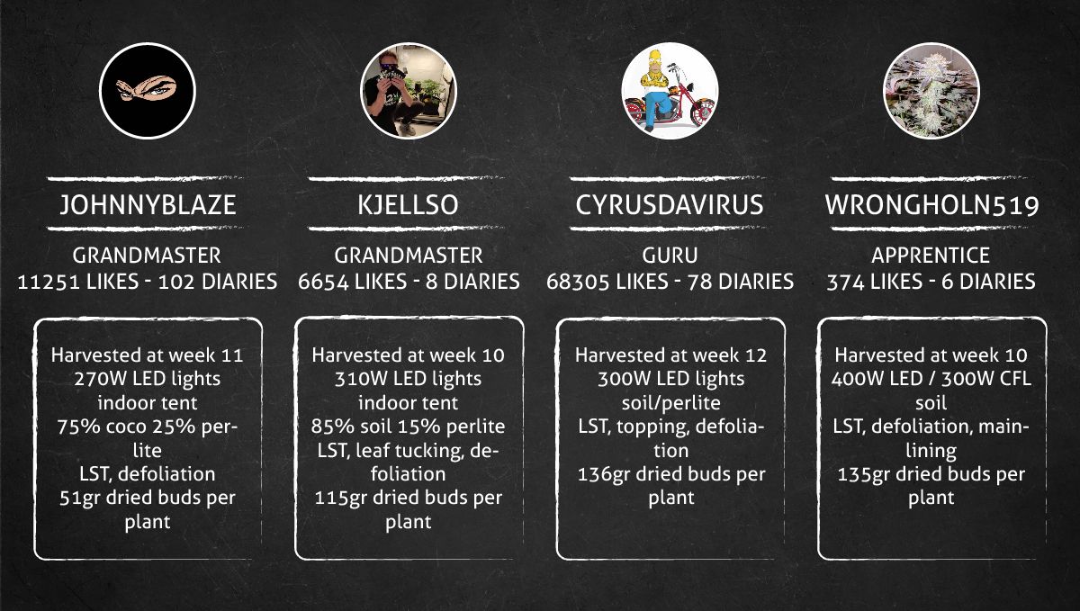 Mimosa Cake Auto cannabis strain: outcome