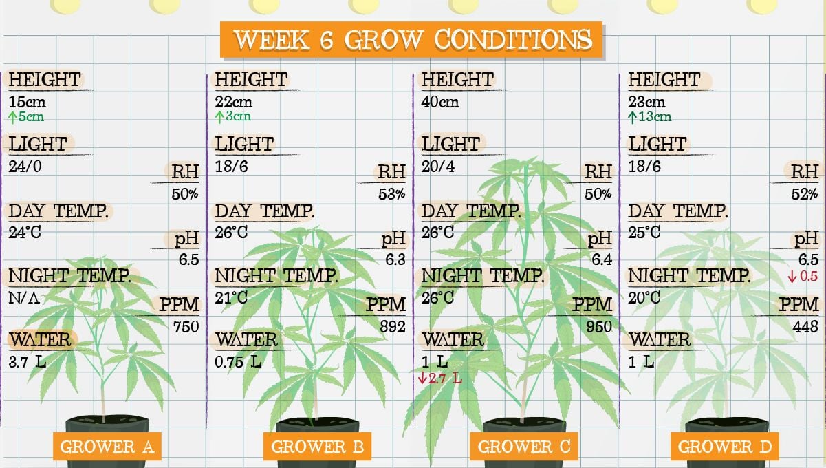Gelato Auto Cannabis Strain Week-by-Week Guide: Grow conditions in week 6
