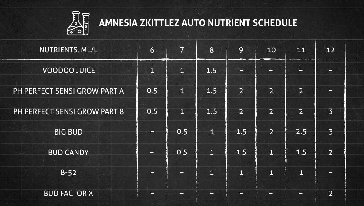 Amnesia Z Auto cannabis strain: mid flower (bulk phase) | feeding chart in flower