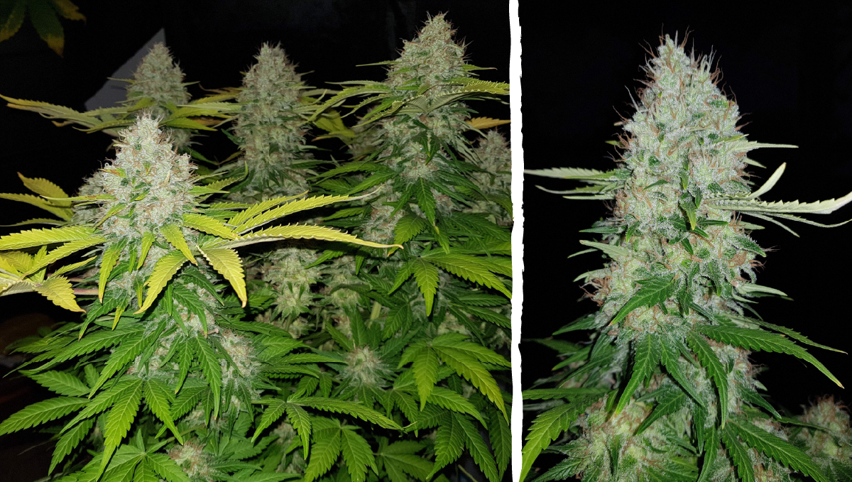 Moby dick auto week-by-week: week 10 and 11