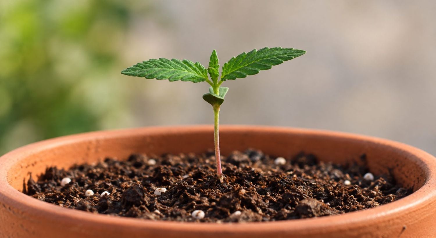 Planten en Eerste Zorg Planten en Eerste Zorg