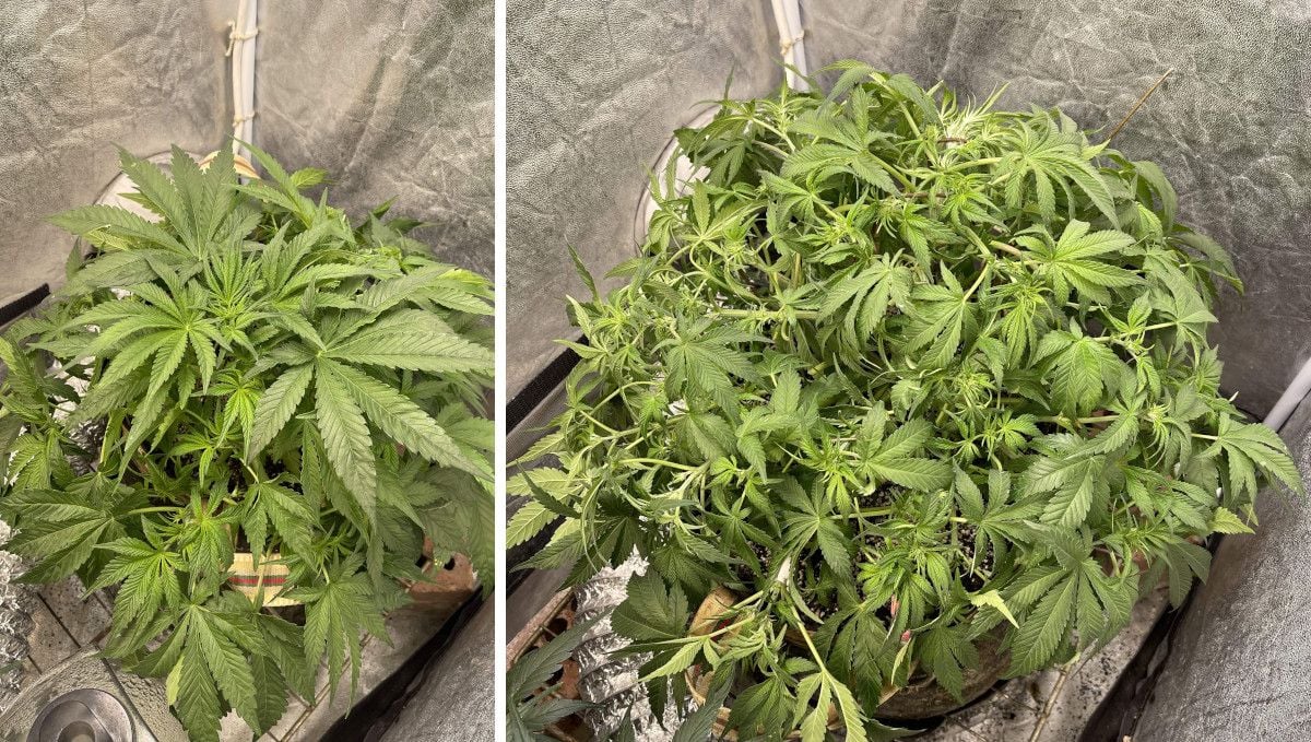 Cherry Cola Auto cannabis strain: transition (pre-flower) | week 5 | training and defoliation