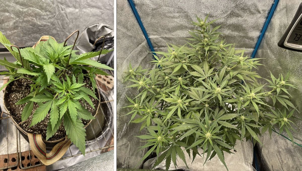 Banana Purple Punch Auto cannabis strain: transition (pre-flower) | week 5 | the progress of a weed plant in the 5th week from seed