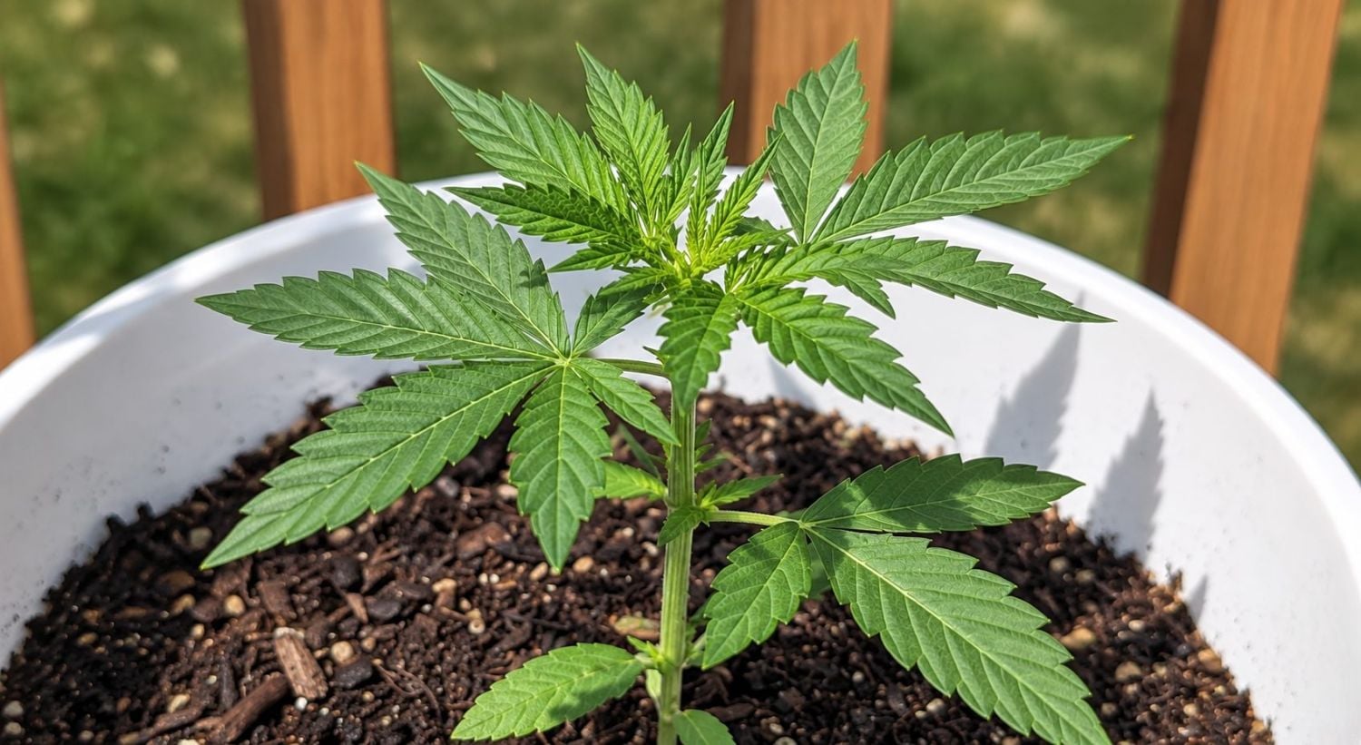 Planta de cannabis mostrando las primeras hojas verdaderas durante la etapa vegetativa.