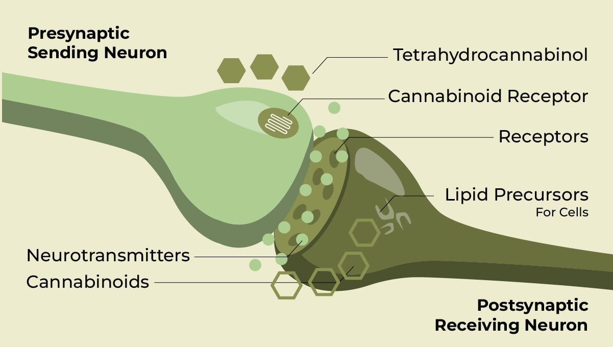 Does Marijuana Boost Brain Power or Harm It? Synapses, CB receptors and cannabinoid molecules