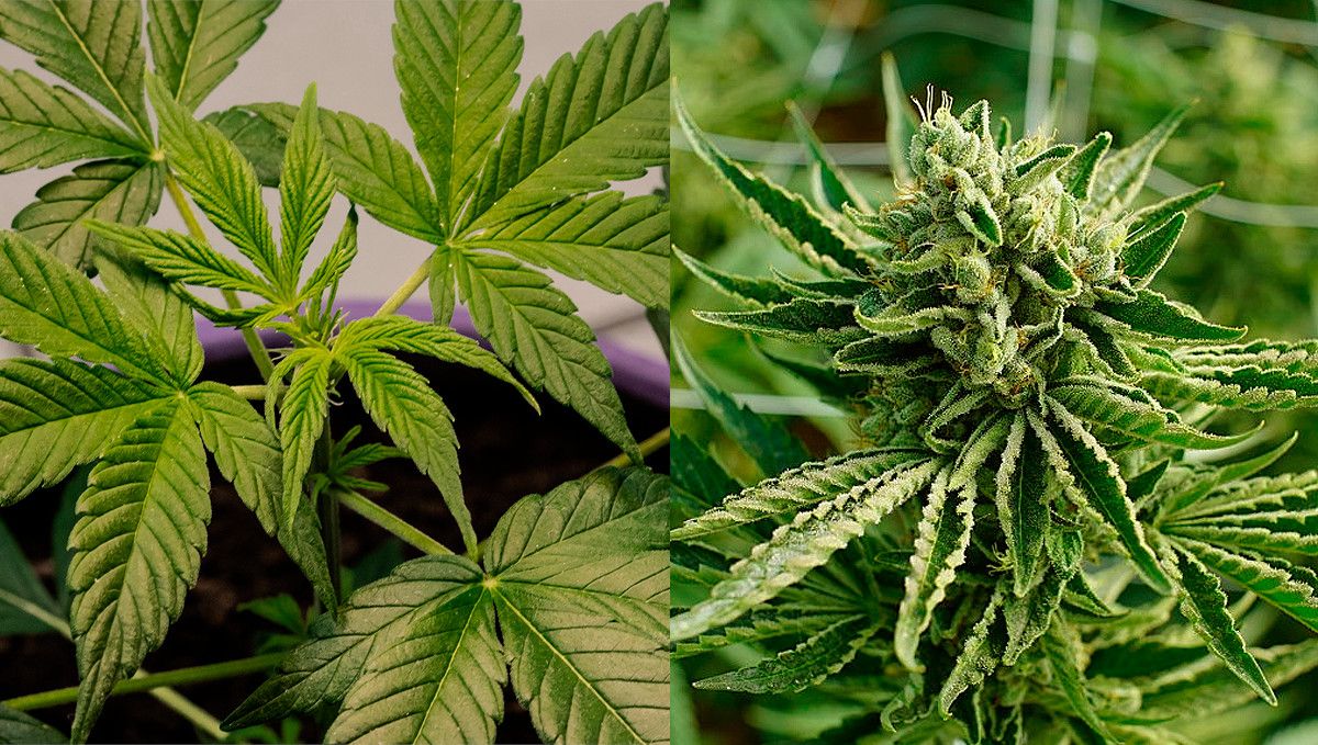 Vaporizadores de hierba: todo lo que necesitas saber - Semillas de marihuana  Autoflorecientes Fast Buds