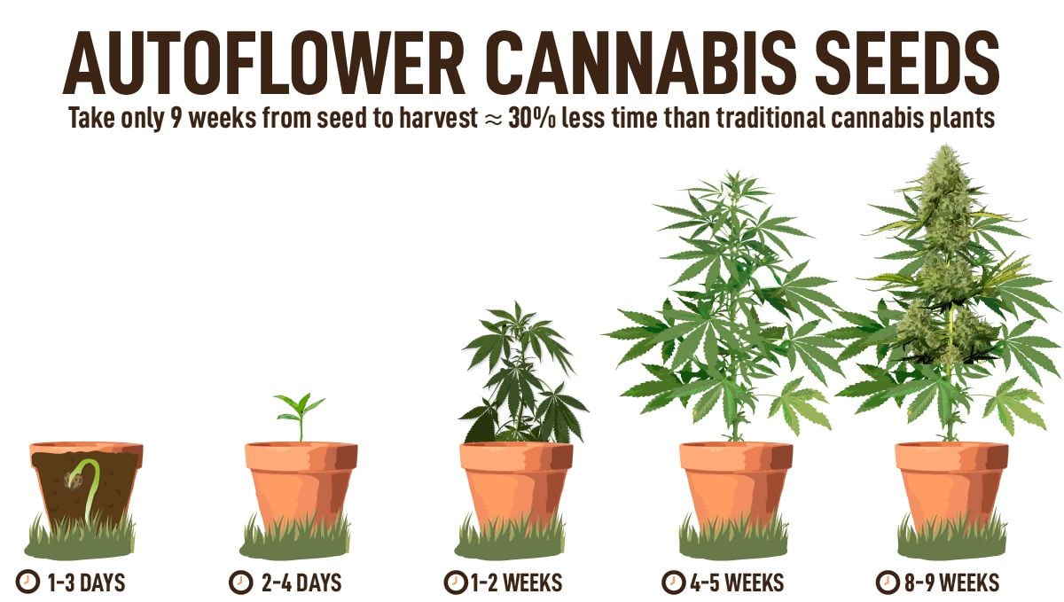 The Benefits of Growing Your Own Weed at Home: Growing autos takes 30% less time