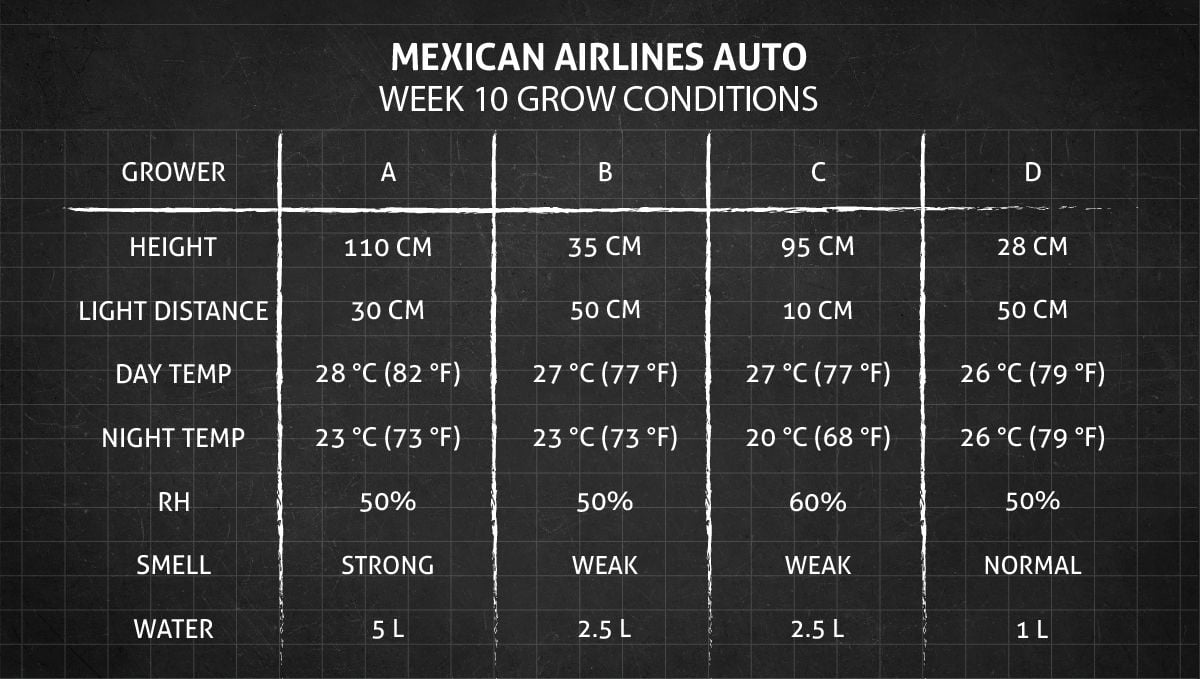 Mexican Airlines Auto cannabis strain: week 10 grow conditions