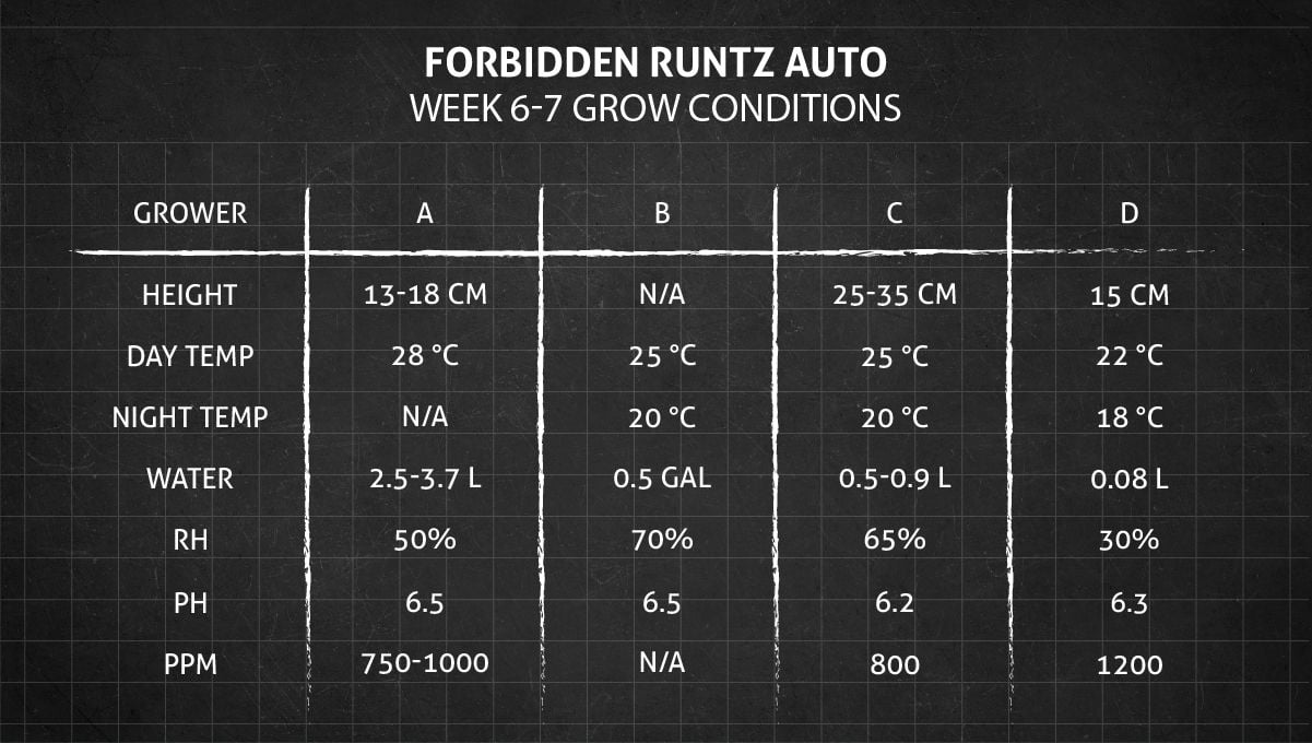 Forbidden Runtz Auto Cannabis Strain Week-by-Week Guide: Weeks 6-7 grow conditions