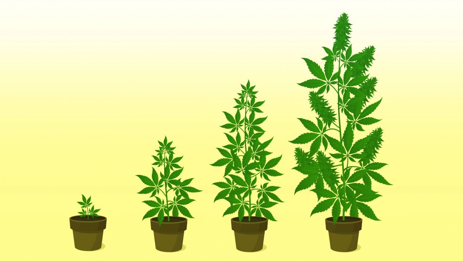 The Ultimate Guide to Growing Autoflowering Cannabis: A Comprehensive  Step-by-Step Guide
