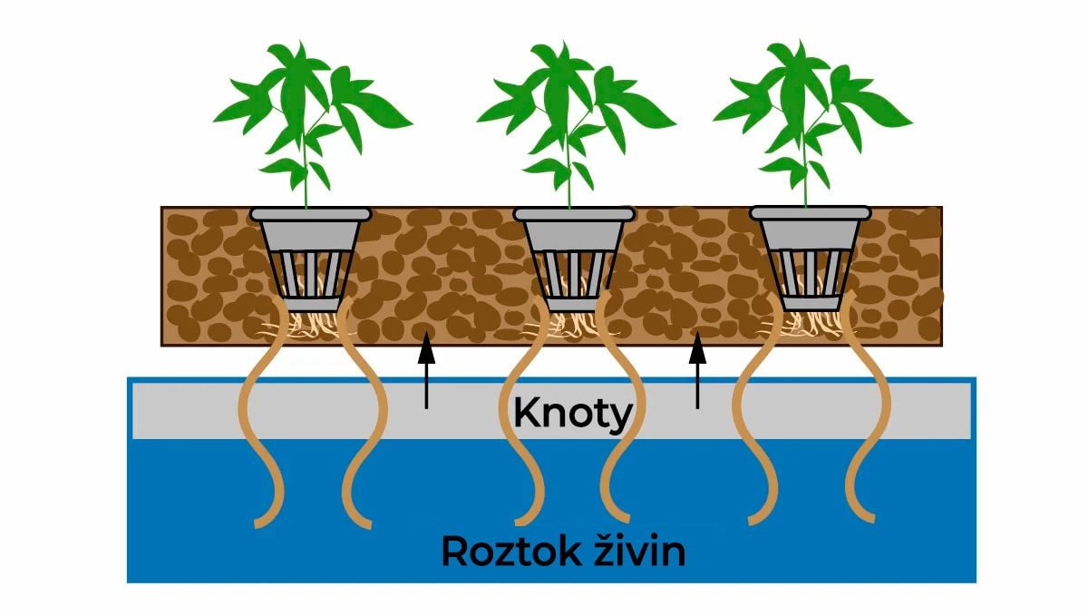 Samonakvétací konopí v hydro: knotový systém
