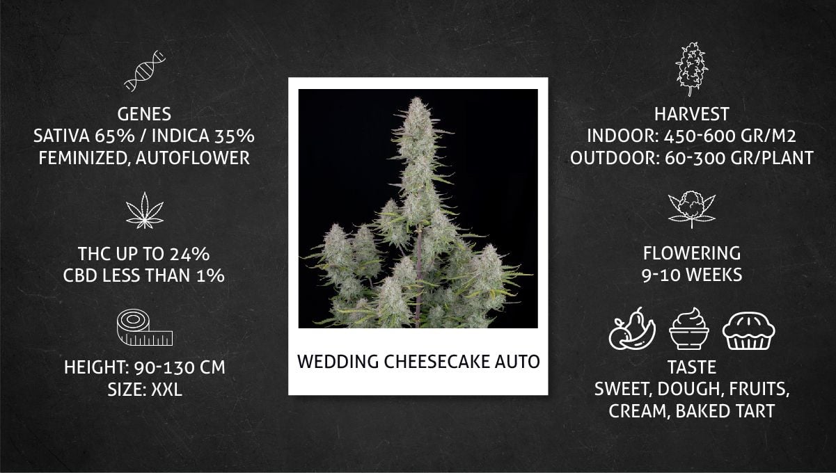 Wedding Cheesecake Auto Cannabis Strain Week-by-Week Guide | Fast Buds