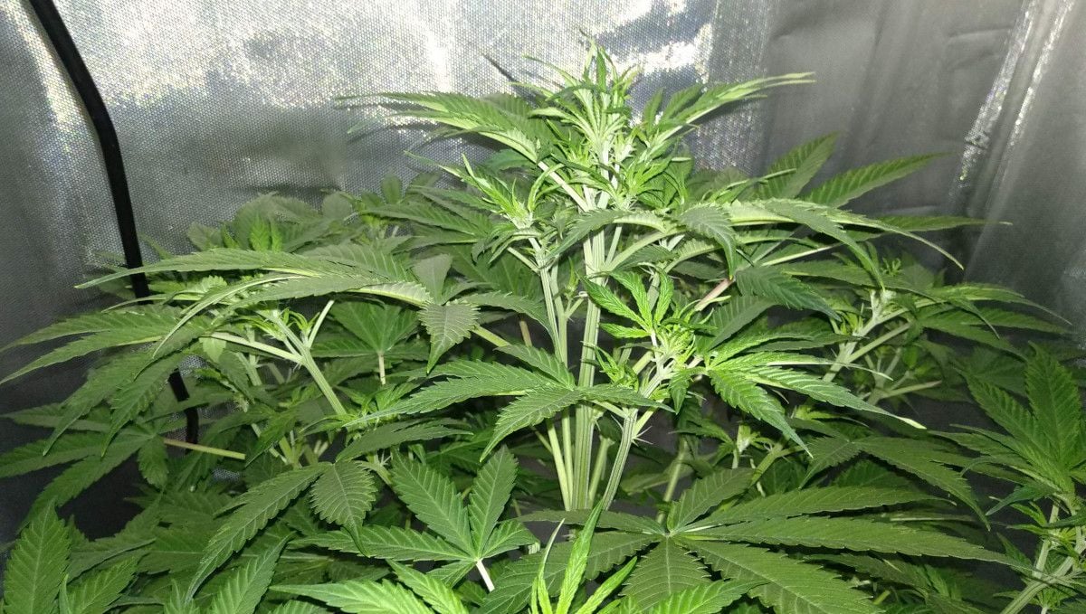 Tangerine Dream Auto Cannabis Strain WeekbyWeek Guide Fast Buds