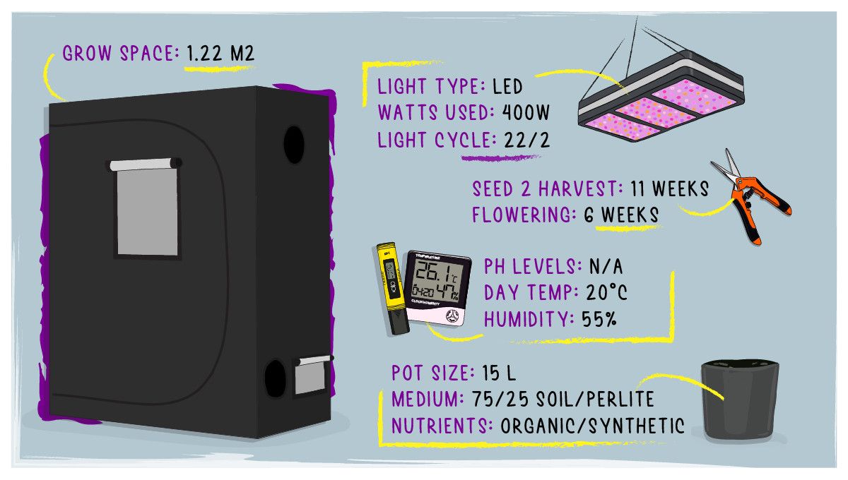 Grapefruit Auto Cannabis Strain WeekbyWeek Guide Fast Buds