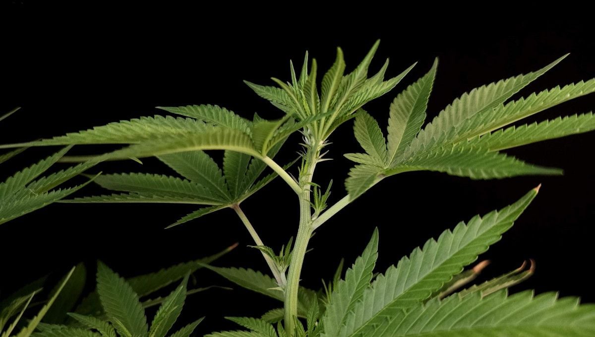 Tropicana Cookies FF cannabis strain: transition (pre-flower) | week 7 | a branch of a vegging plant with alternating nodes