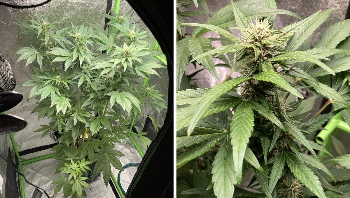 Auto Blackberry Kush cannabis strain: early flower | weeks 6-7 | a medium-tall autoflower in a grow tent and its forming flowers