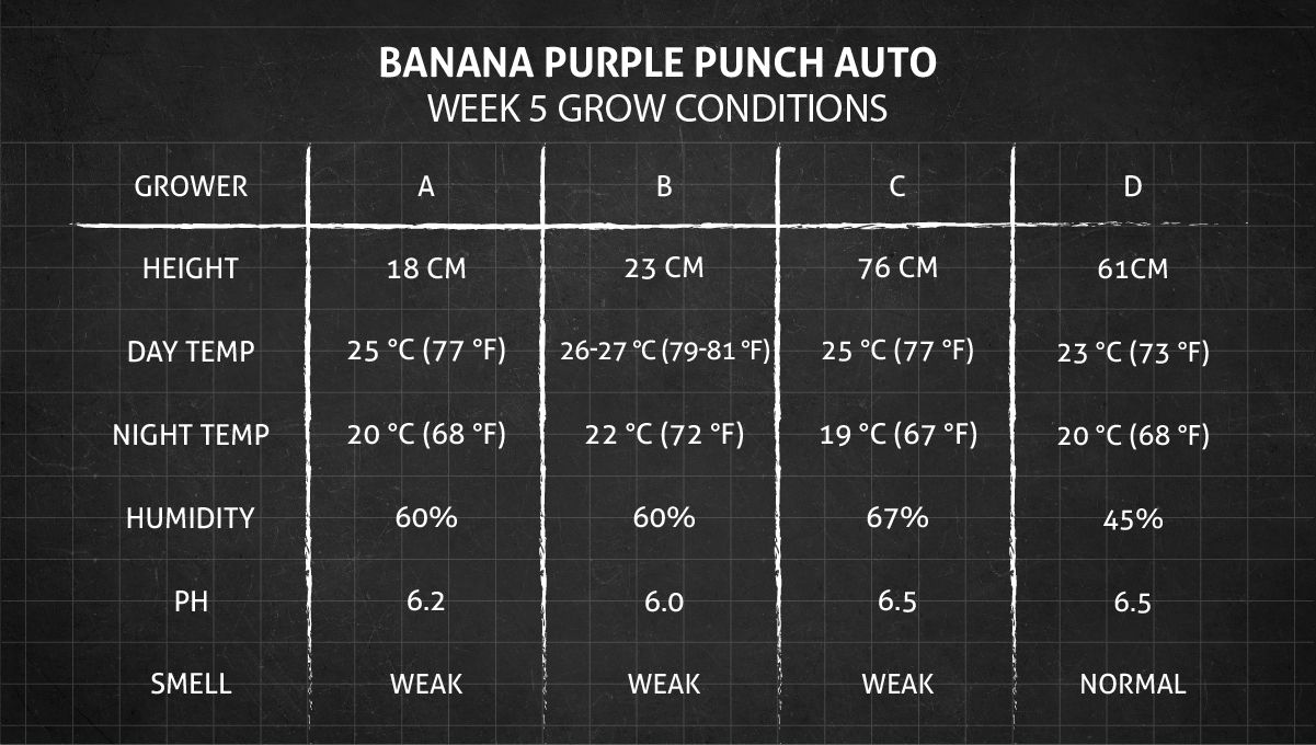 Banana Purple Punch Auto cannabis strain: week 5 grow conditions