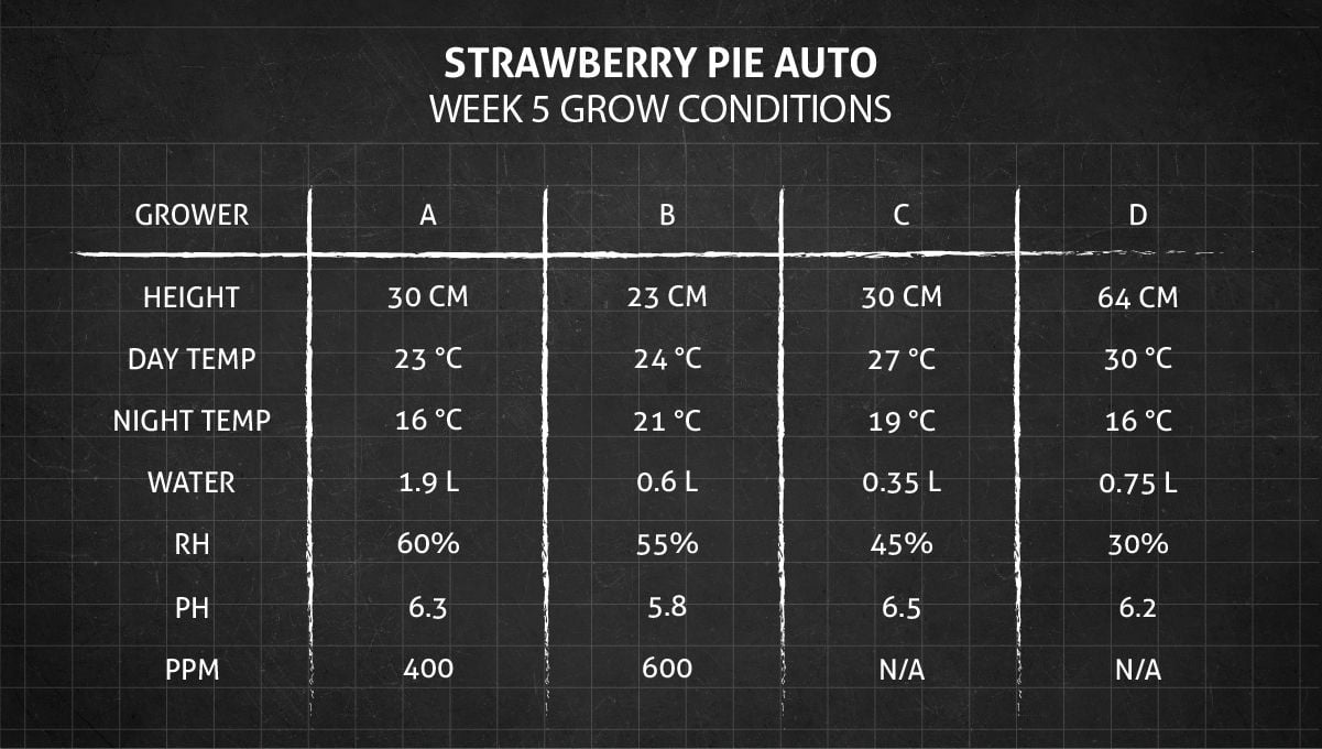 Strawberry Pie Auto Cannabis Strain Week-by-Week Guide: Week 5 grow conditions