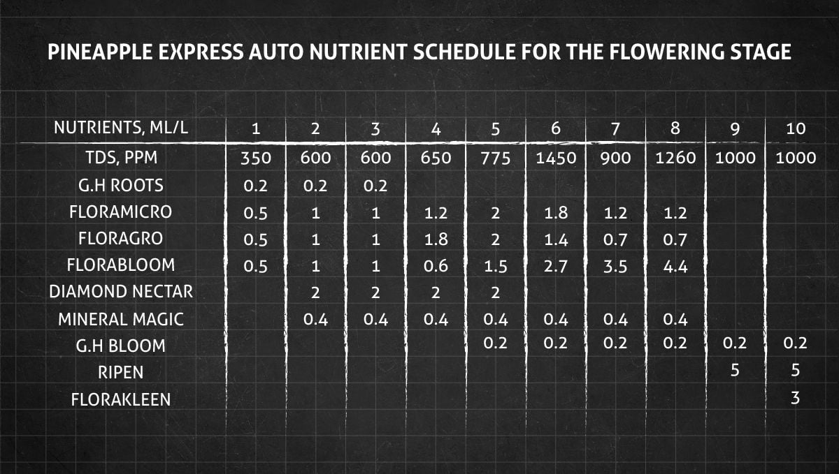 Pineapple Express Auto cannabis strain: flower nutrient schedule