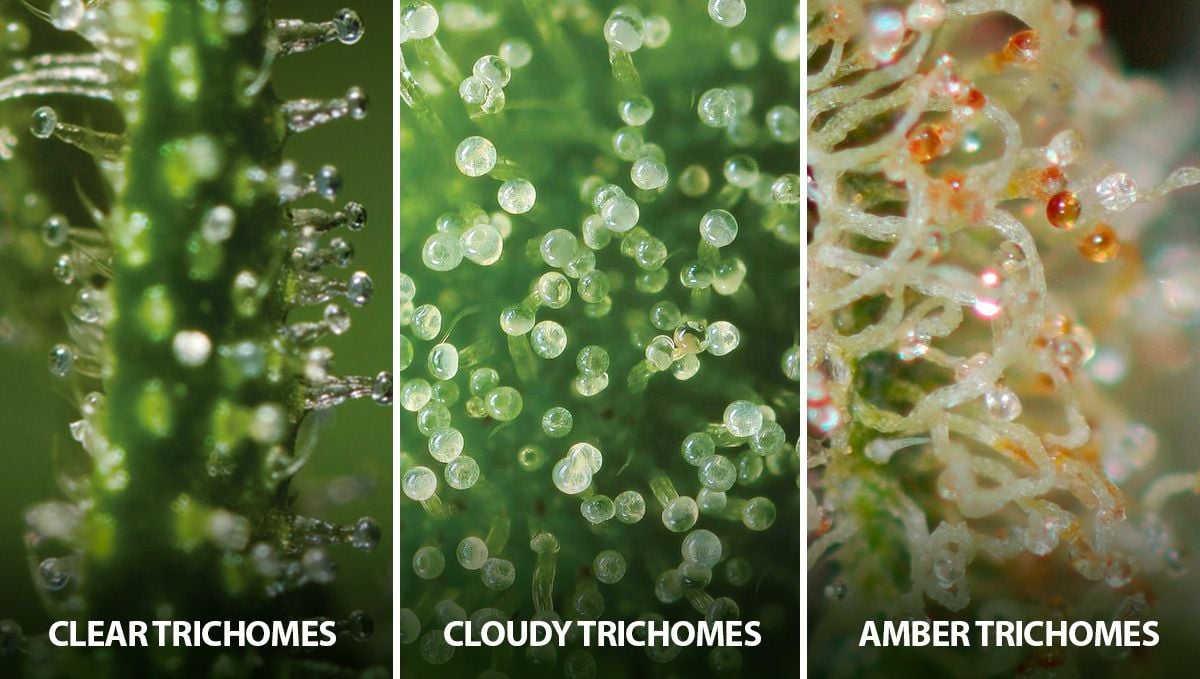Best Ways To Boost Trichome Production: trichome stages