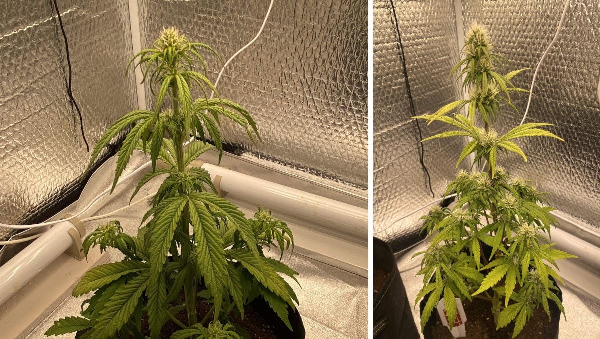 Critical Kush Auto cannabis strain: early flower | weeks 6-7 | a small autoflower with a dominating central cola and moderate side growth as it forms the first flowers and stretches