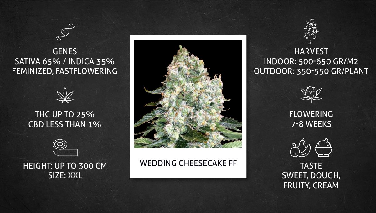 Wedding Cheesecake FF cannabis strain: specs sheet Wedding Cheesecake FF cannabis strain: specs sheet