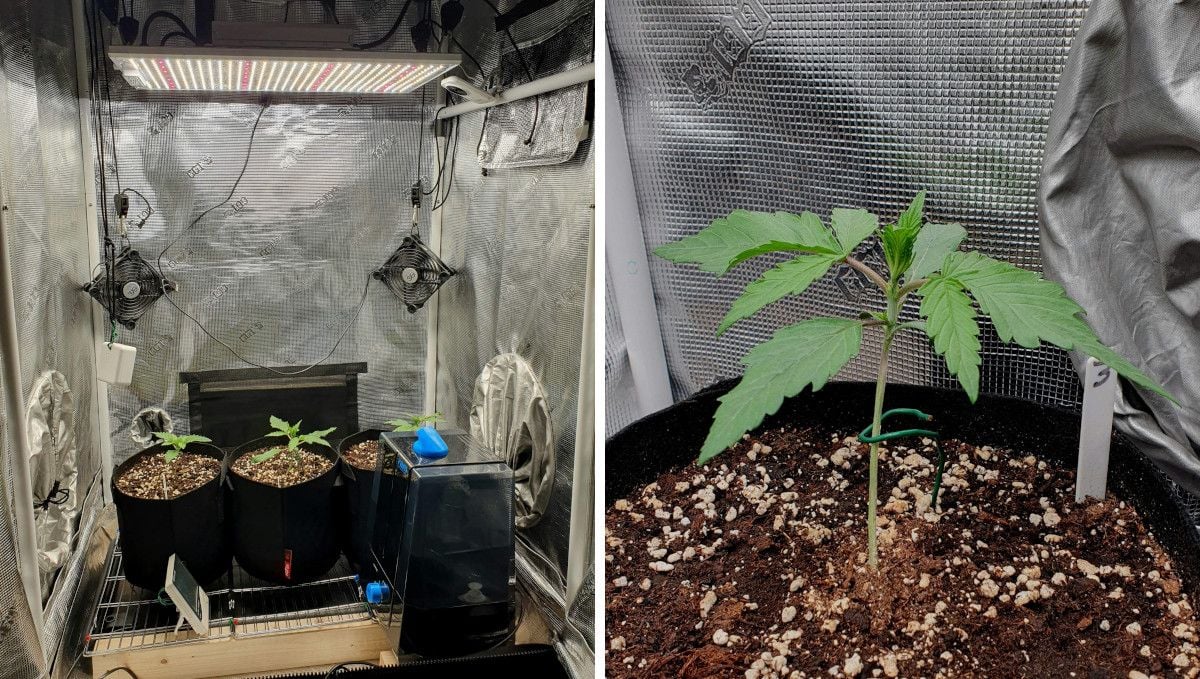 Gorilla Cookies FF cannabis strain: early veg | 3 young plants in grow bags in an indoor tent and a closer shot of one stretchy plant supported by wire