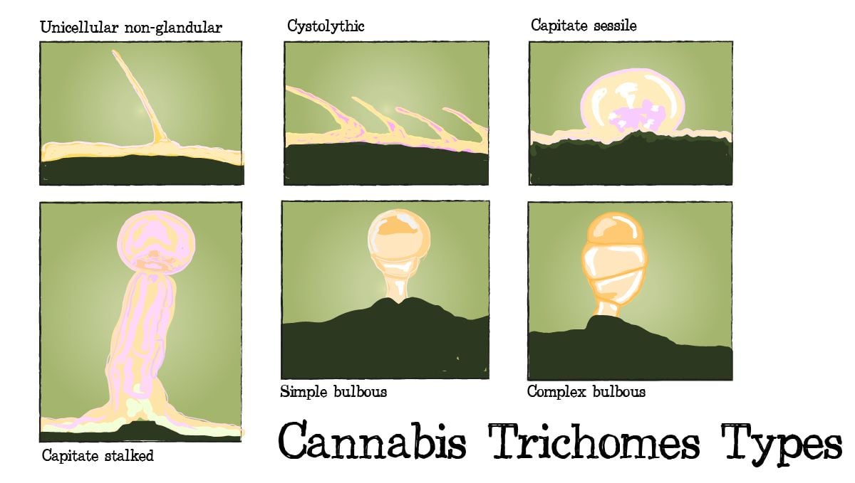 Cannabis plants anatomy: trichomes