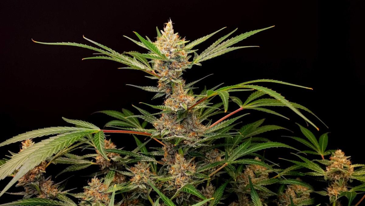 Tropicana Cookies Auto cannabis strain: ripening and harvest | week 10 | a beautiful ganja plant at the point of maturation