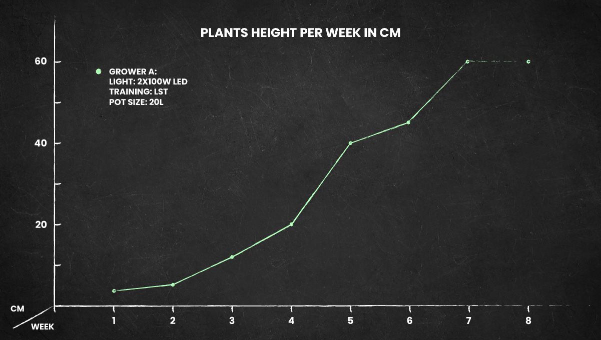 Cookies Kush cannabis strain: height chart