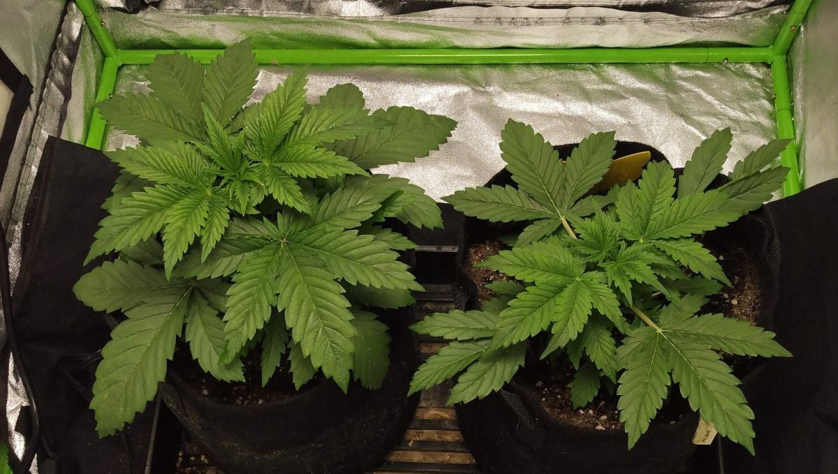 Green Crack Auto cannabis strain: mid veg | weeks 3-4 | two healthy compact indoor autoflowers