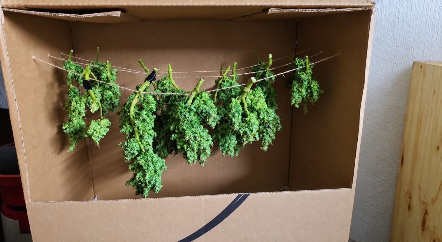Cosecha de tu Cannabis Autofloreciente: secado
