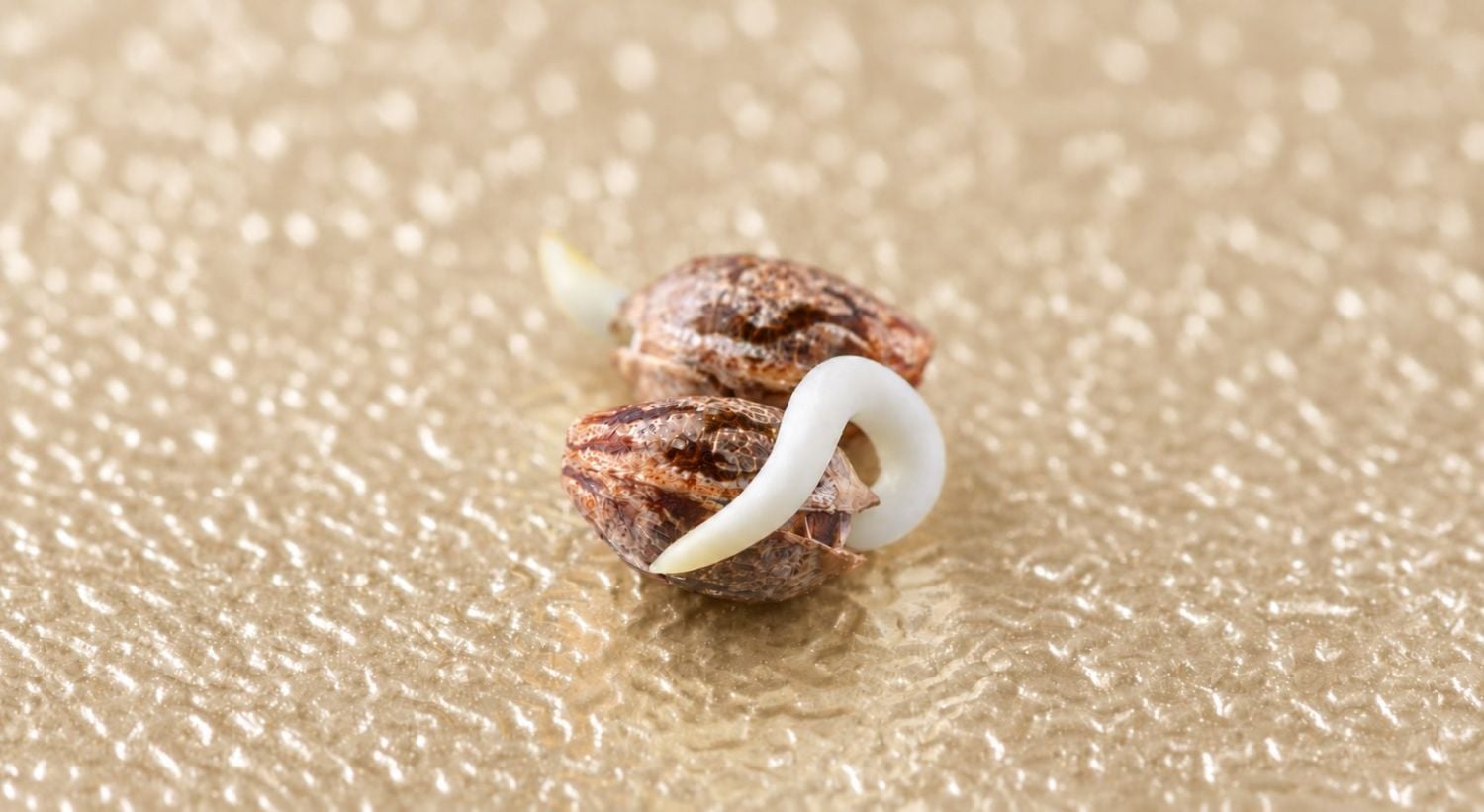 Week 0 - Germination