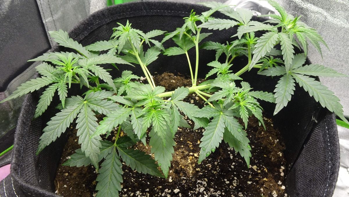 Amnesia Zkittlez Auto Cannabis Strain WeekbyWeek Guide Fast Buds