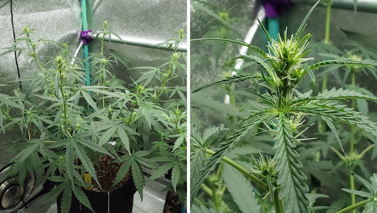 Mimosa Cake Auto cannabis strain: transition (pre-flower) | week 5 | an indoor marijuana plant that just starts to bud and has long stretchy branches