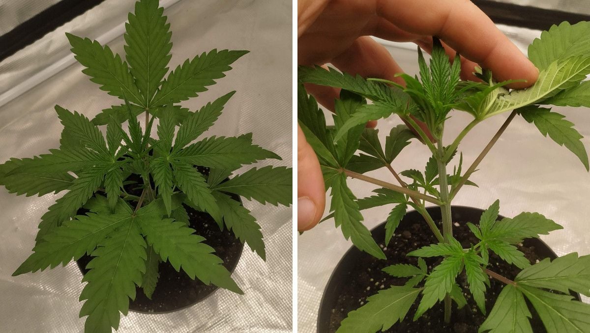 Strawberry Gorilla Auto Cannabissorte: mittlere Vegetationsphase | Woche 3-4 | Neue Blätter und Seitenäste in der 3. Woche