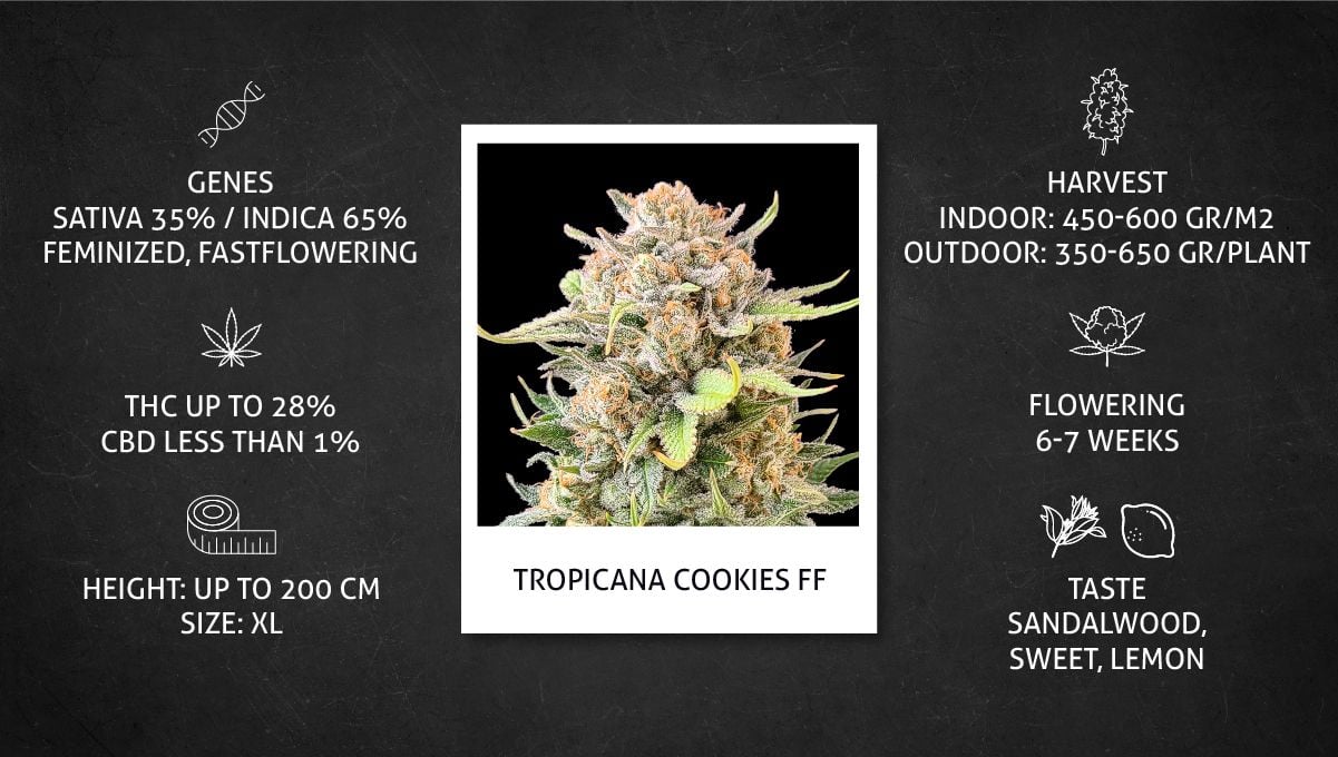 Tropicana Cookies FF Cannabis Strain Week-by-Week Guide | Fast Buds