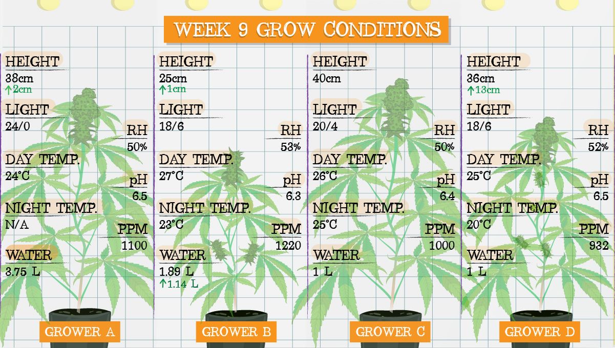 Gelato Auto Cannabis Strain Week-by-Week Guide: Grow conditions in week 9