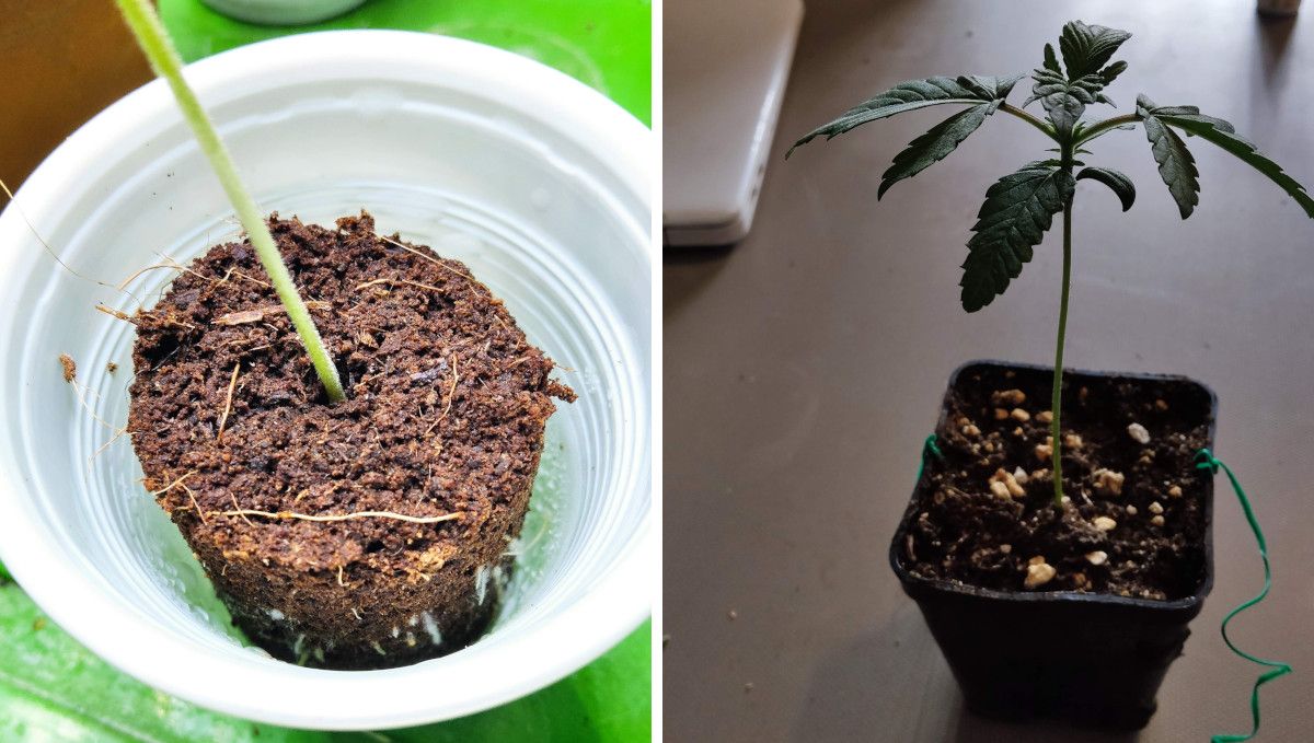 GG4 Sherbet FF cannabis strain: germination and seedling stage | week 1 | roots of a seedling showing on the sides of a jiffy plug and the same seedling transplanted into a small plastic pot