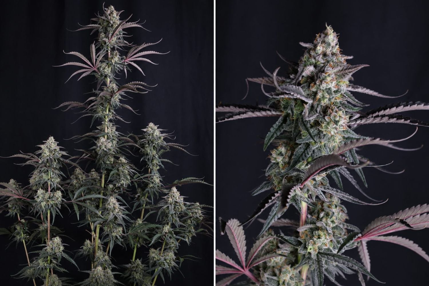 Woran erkennt man, dass eine Autoflower blüht: fast erntereif