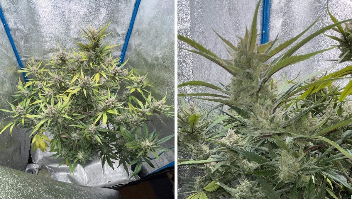 Banana Purple Punch Auto cannabis strain: mid flower (bulk phase) | weeks 7-8 | an indoor ganja plant nearing harvest