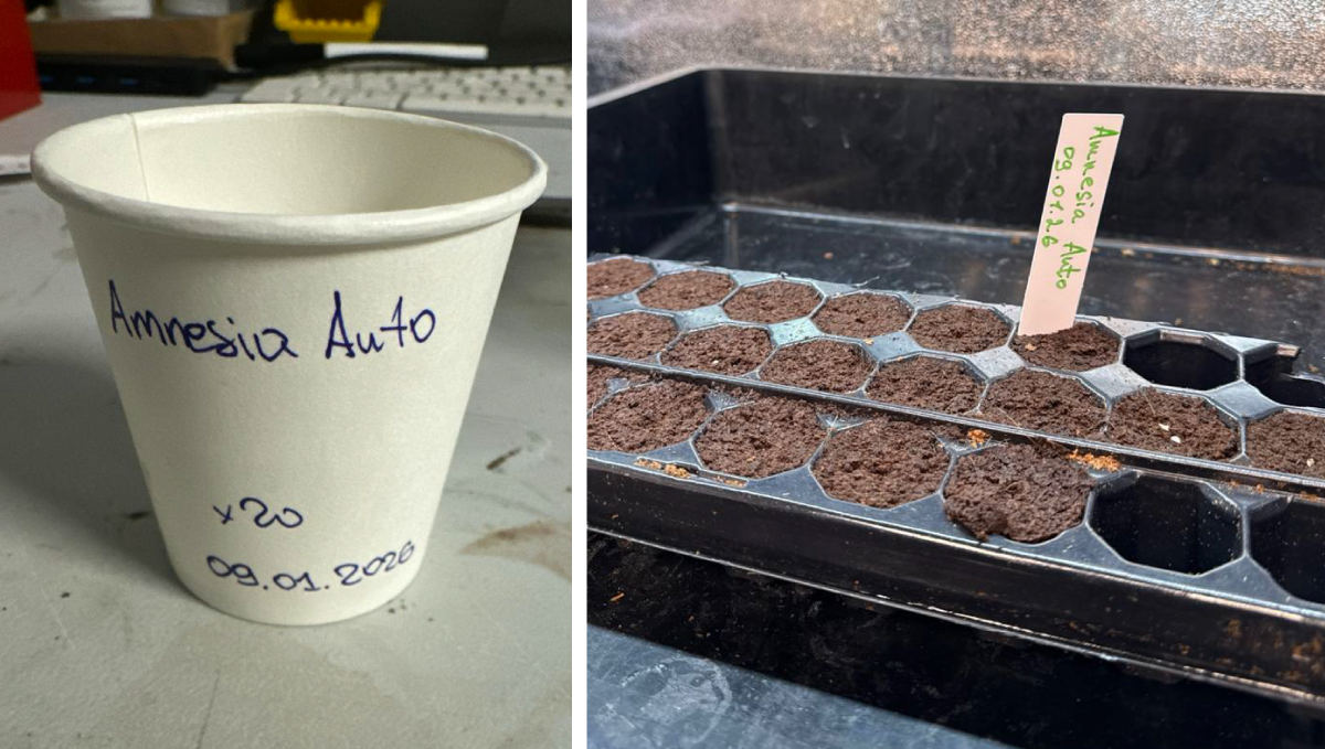 Germination of Amnesia